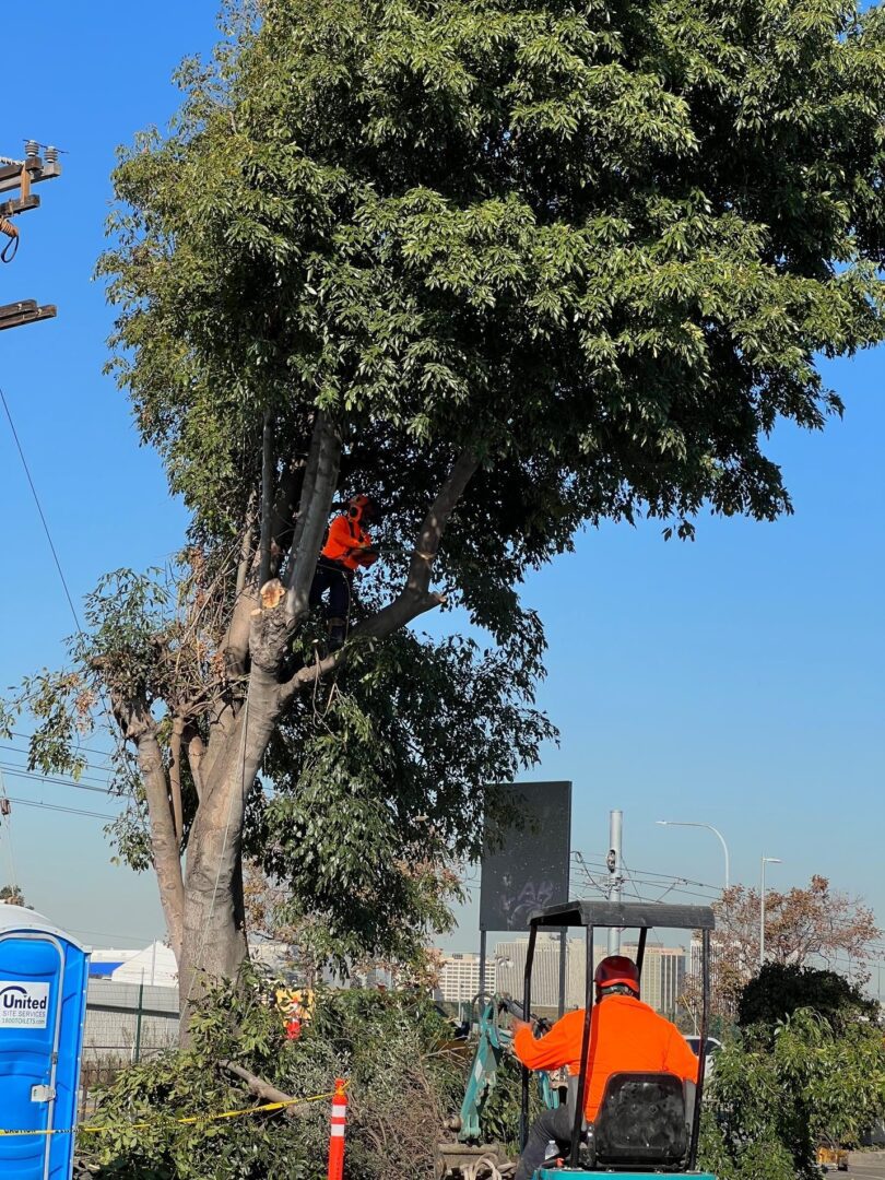 Two men trimming a large tree.